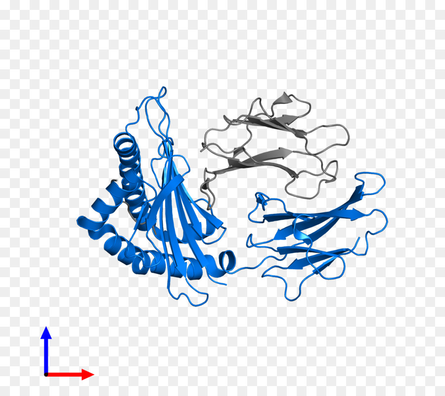 Human Leukocyte Antigen Blue