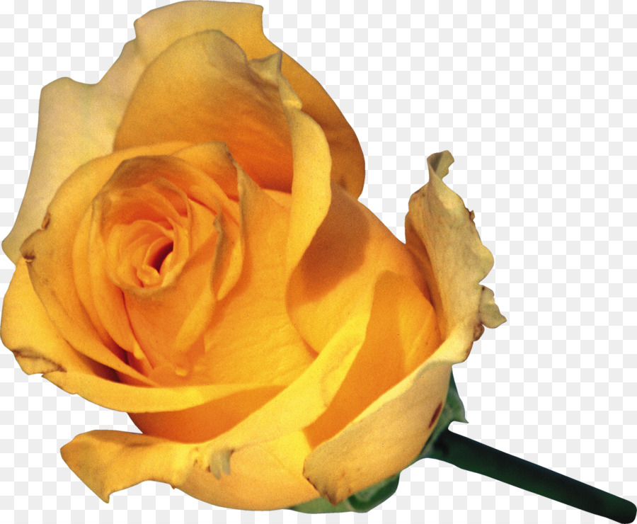 Garten, Rosen, Flower Clip art - Eine Einzelne Gelbe Rose