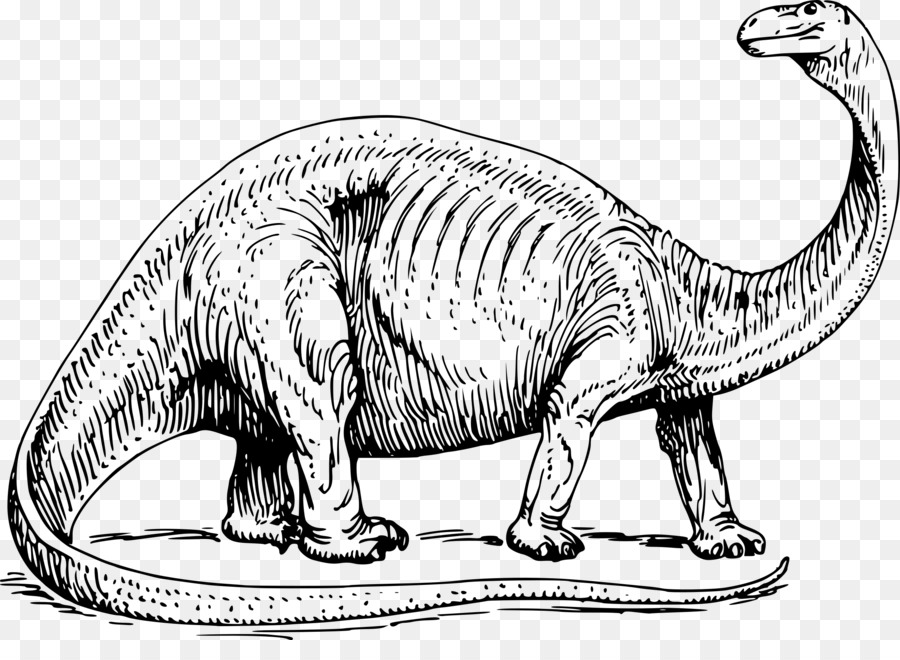 Brontosauro Apatosaurus libro da Colorare Dinosauro Triceratopo - Dinosauro