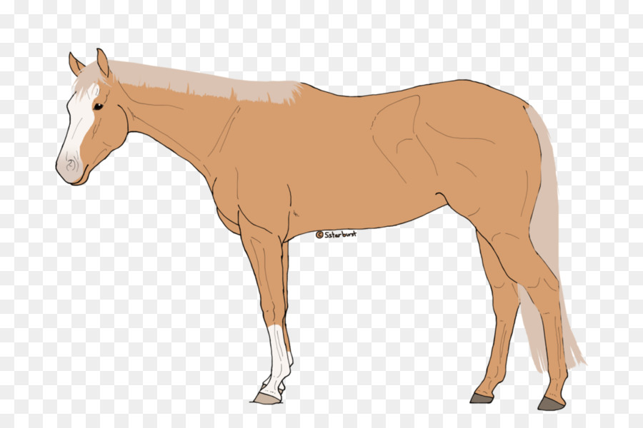 Con Ngựa Con Ngựa Colt Mare - Canter và chạy mau