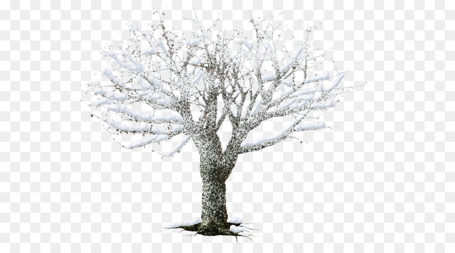 bianco - albero d'inverno