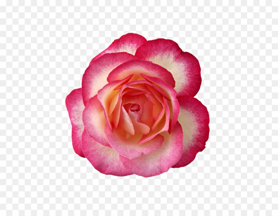 Rose Rosa 'Cubana' - Rose