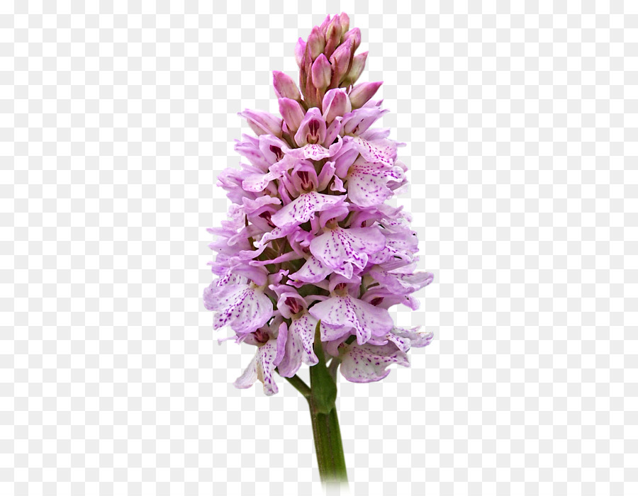 Giacinto fiori recisi Comune lilla pianta Erbacea - rosa orchidea