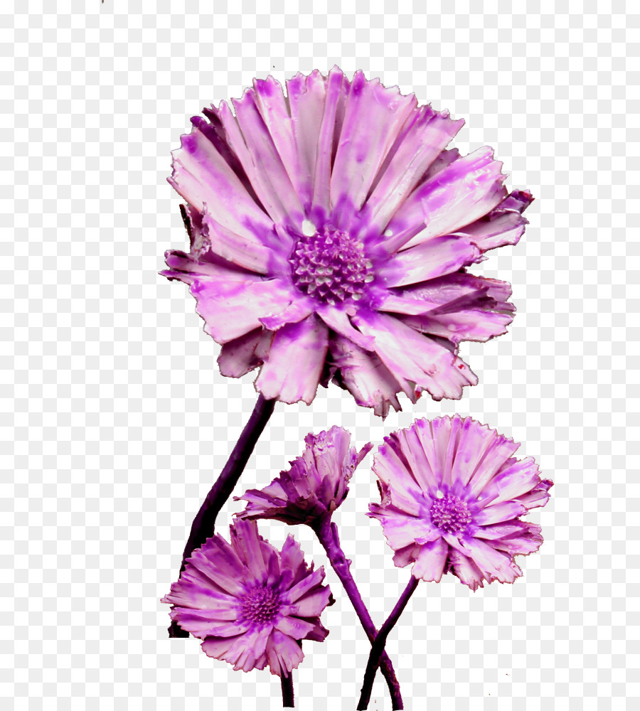 Giardino Cosmo fiori di Crisantemo pianta Annuale Erbacea pianta - crisantemo