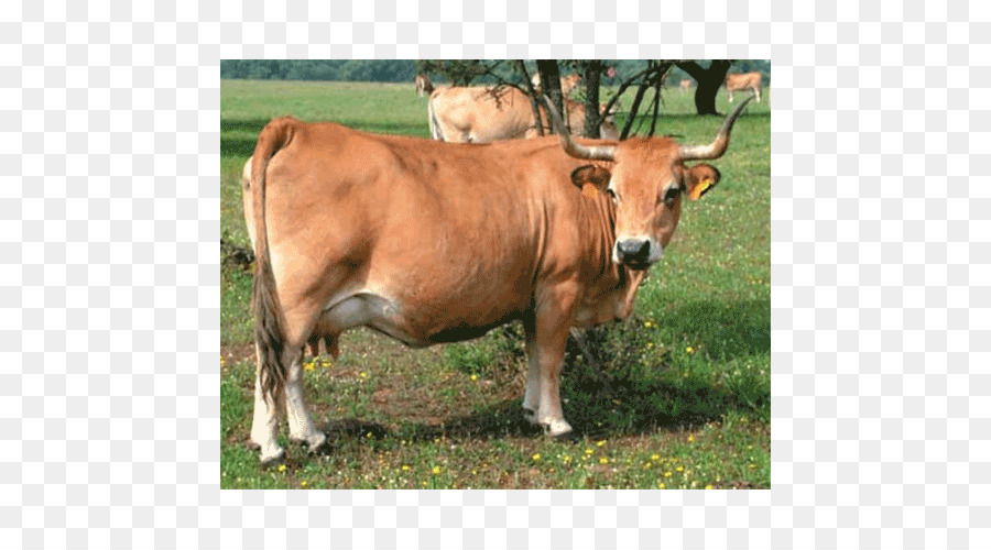 Abondance bestiame Bull Taurina bestiame Bue di Razza - Toro