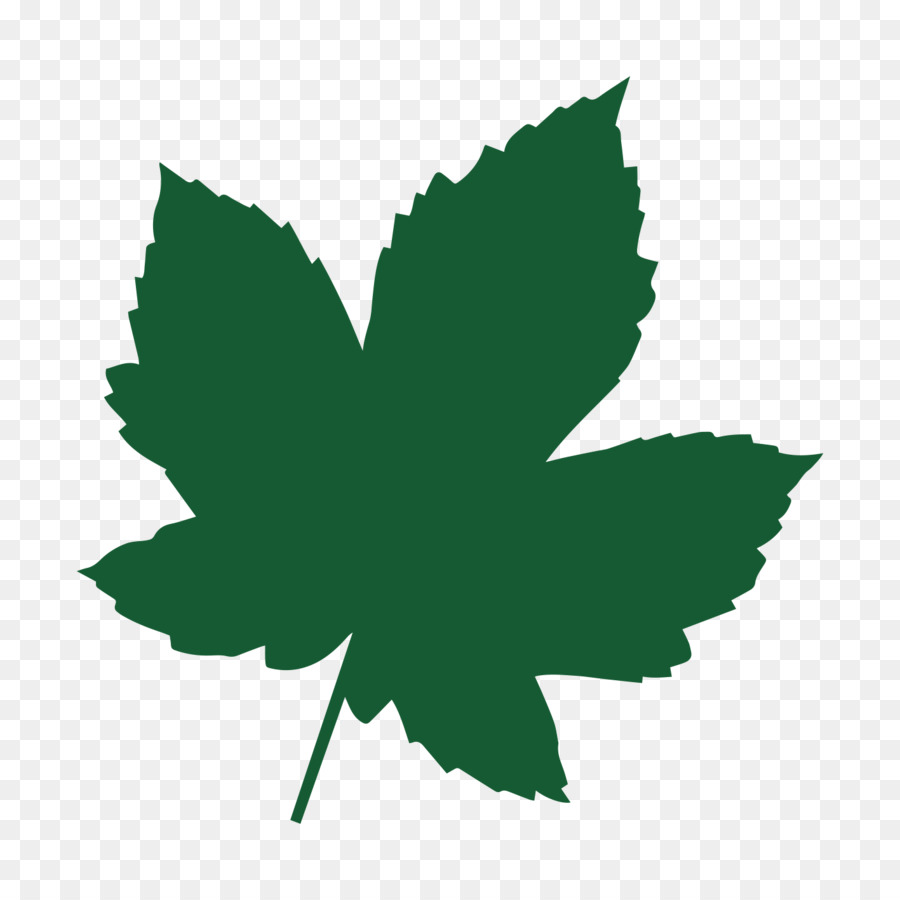 Ahornblatt Acer campestre Baum Herz von England Wald - Blatt