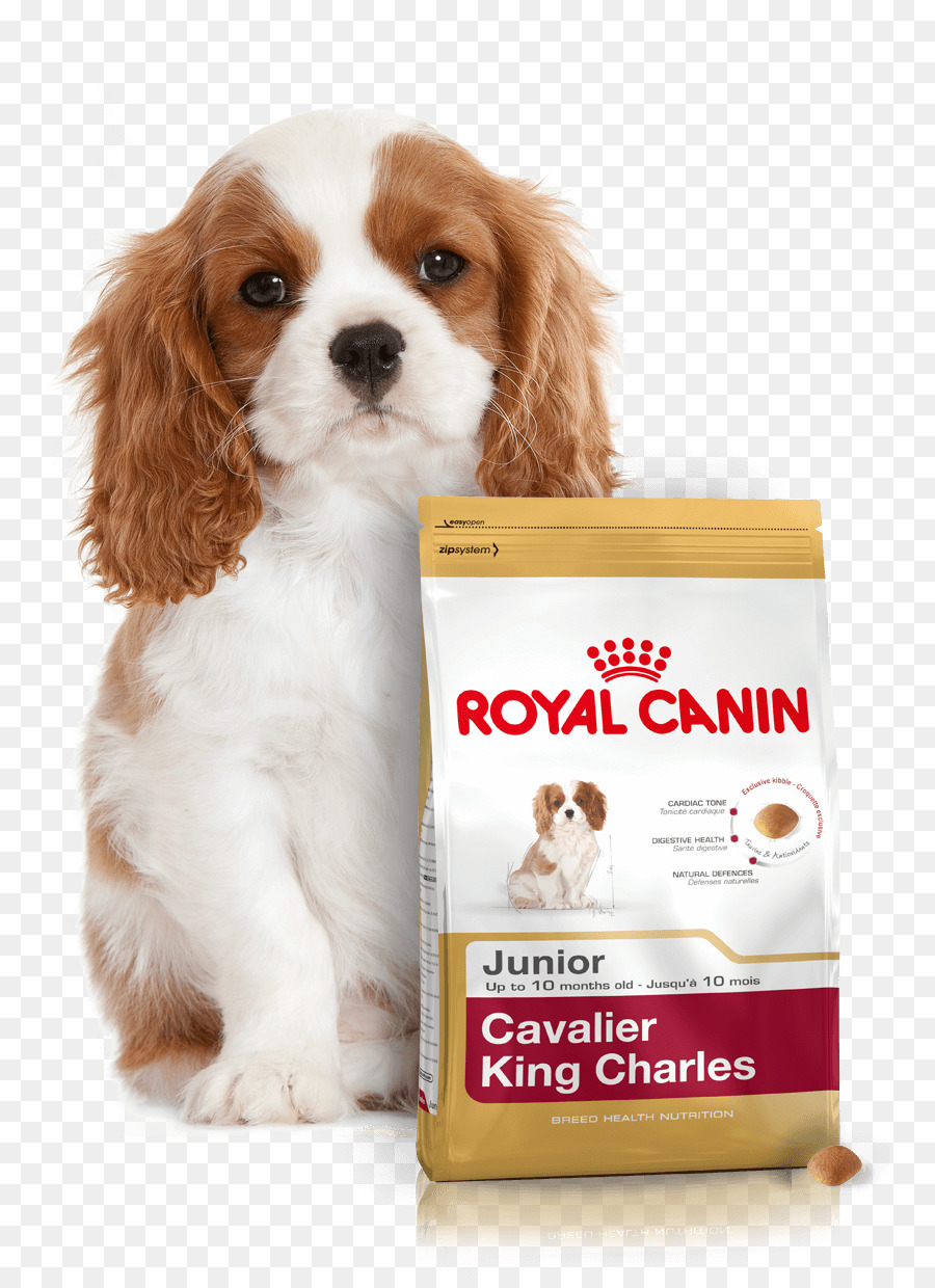 Cavalier King Charles Spaniel Cucciolo Di Cocker Spaniel Inglese Di Cibo Per Cani - cucciolo