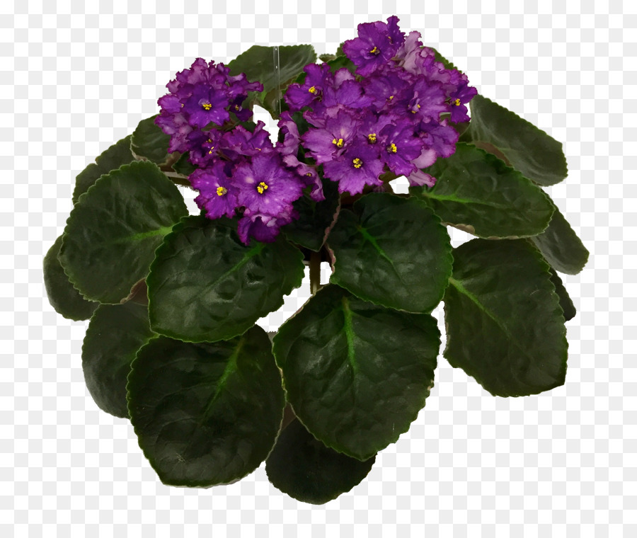 Vaso di piante Erbacee - Violette africane