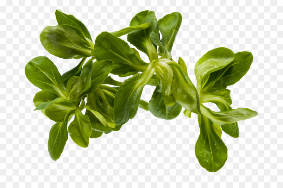 Blatt pflanzliche Baldrian-Spinat-Salat - Blatt