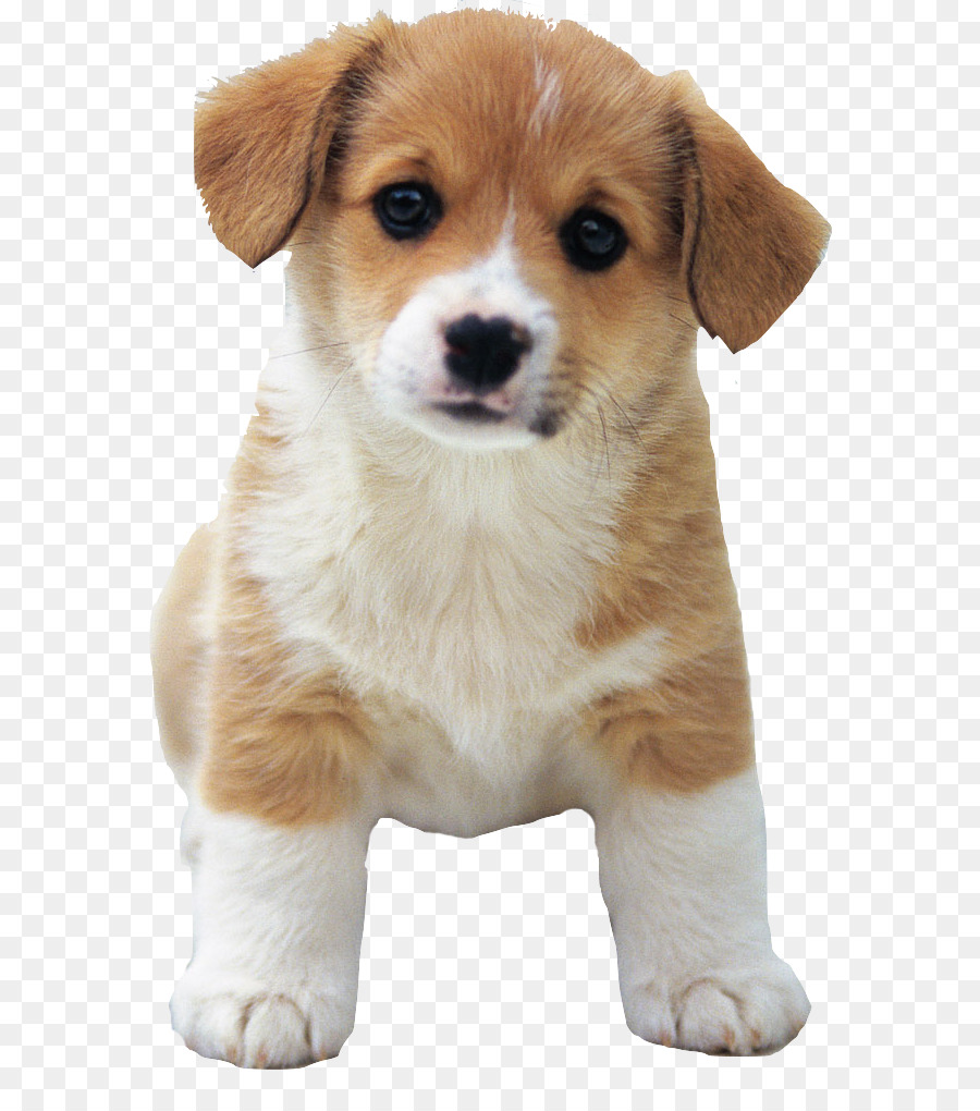 Cucciolo di Dalmata cane Golden Retriever Schnauzer Pug - cucciolo