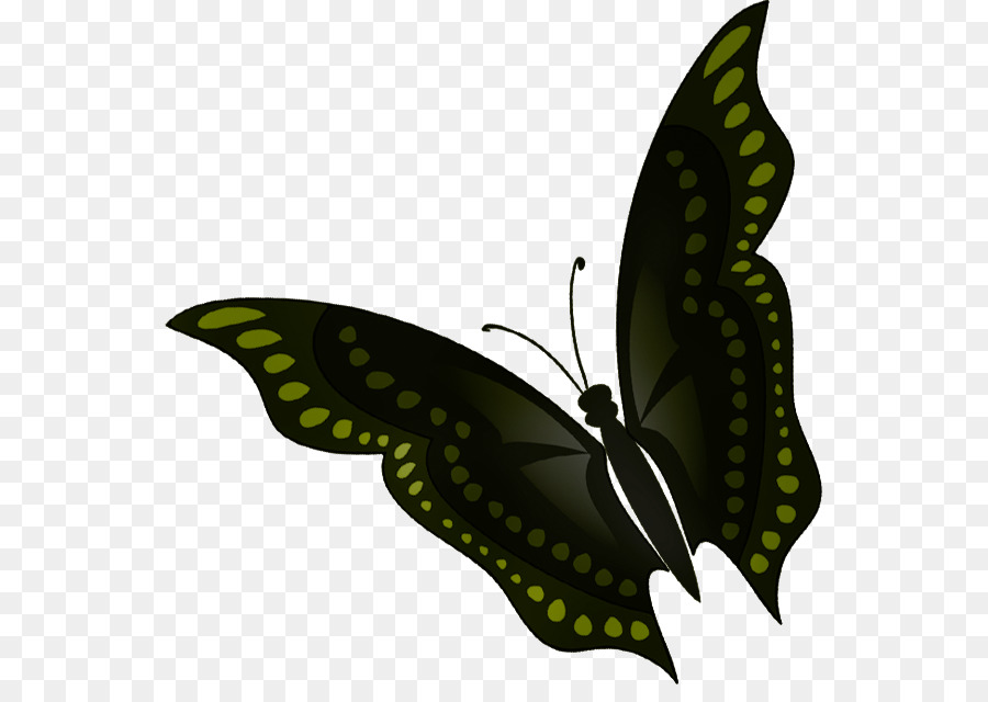 Monarch butterfly Pieridae Falter Pinsel footed butterflies - Schmetterling