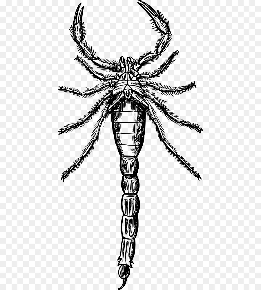 Scorpion Zeichnung Arthropoden Clip-art - Skorpion
