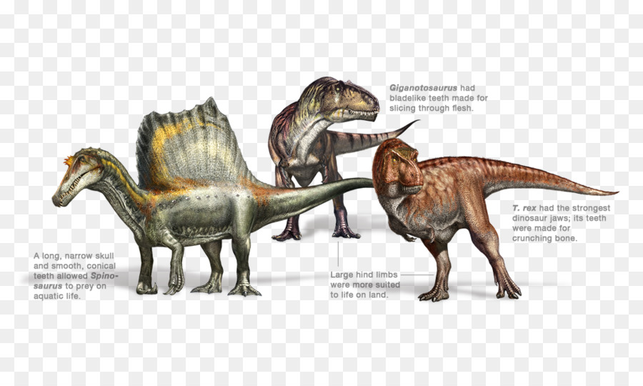 Spinosaurus Dinosauro Tyrannosaurus rex Allosaurus Torvosaurus - Dinosauro