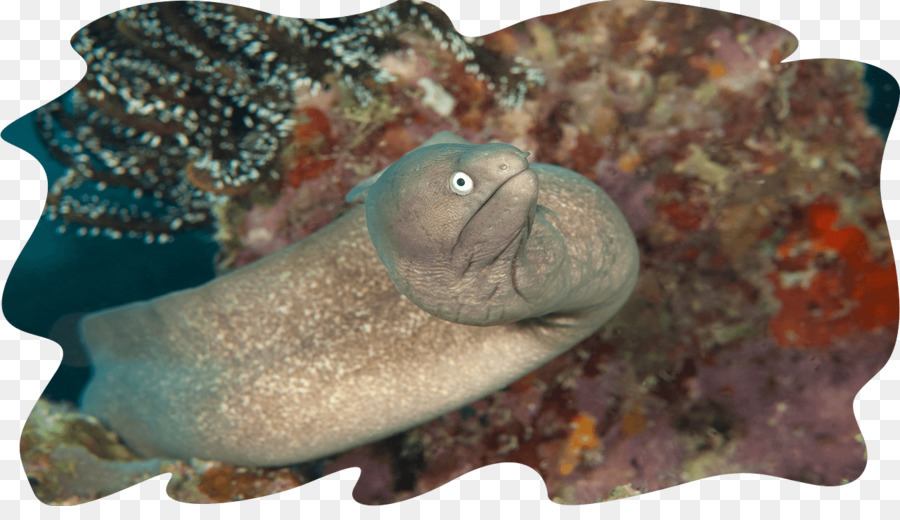 Mabul Insel Sipadan Moray eel Riesen Muräne Fisch - Fisch