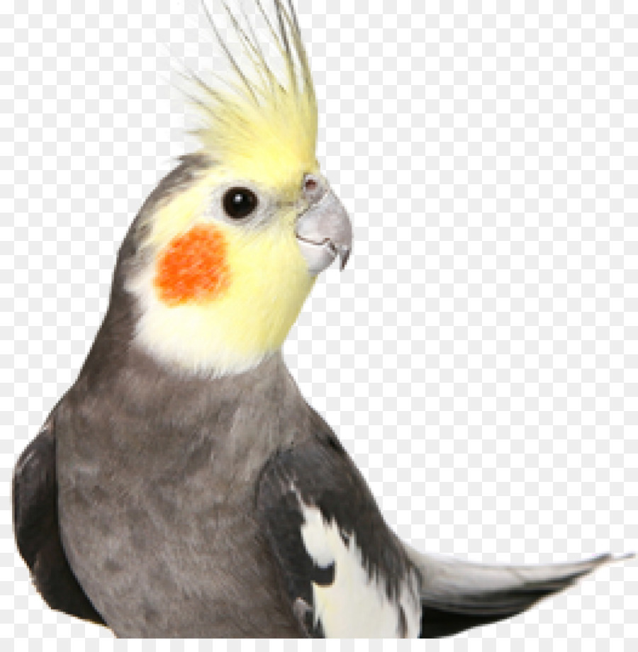 Cockatiel Phố ngựa Vằn finch Vẹt - con chim