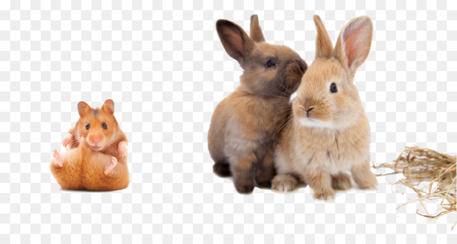 Wandtattoo Hase der Europäische Feldhase Tierarzt Nager - Kaninchen