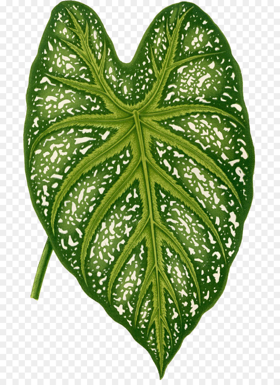 Botanik Botanical illustration Kunst Malerei - Malerei