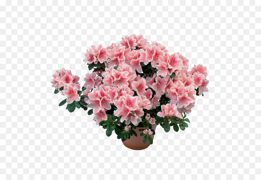 Azalee Rhododendron simsii Anlage Untergattung Blume - Anlage