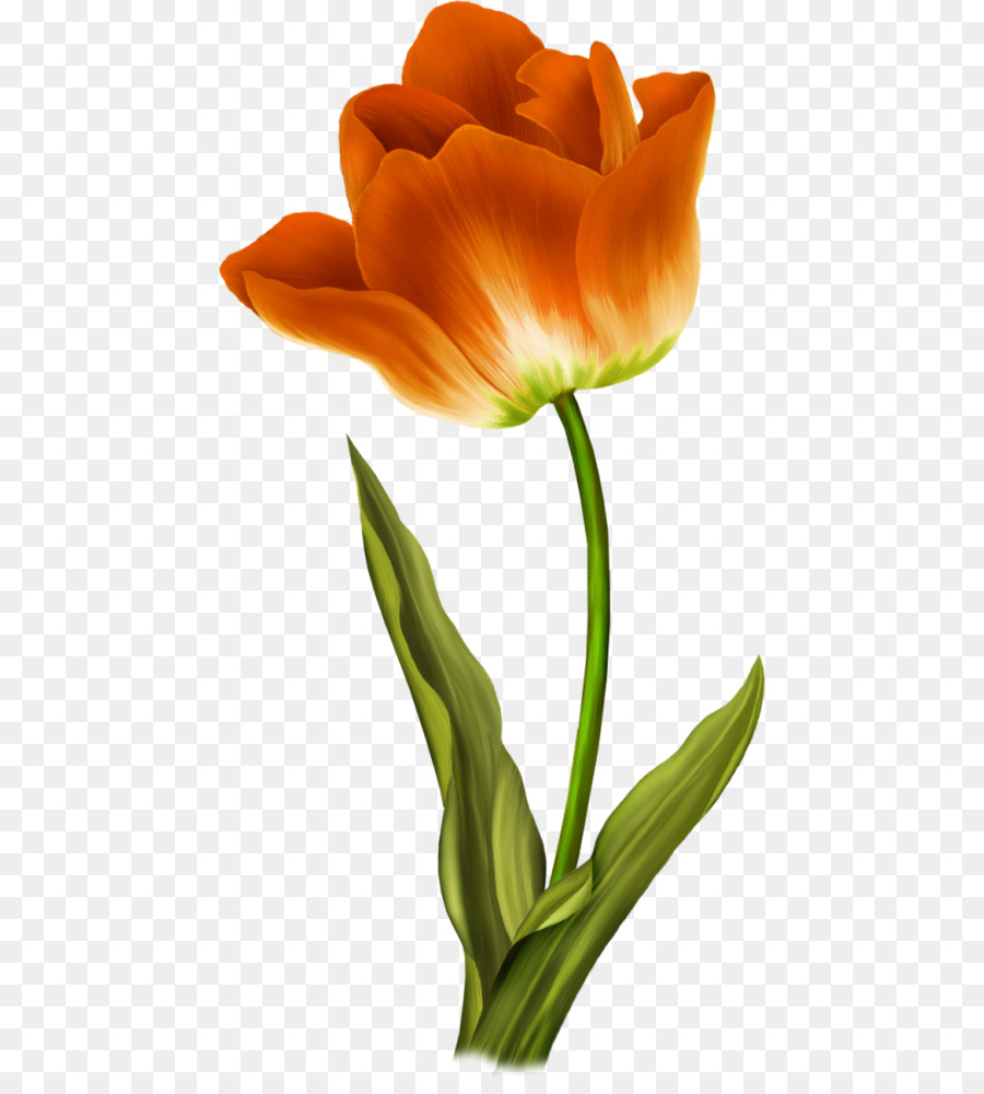 Fiore di tulipano Selvatico Pittura - fiore