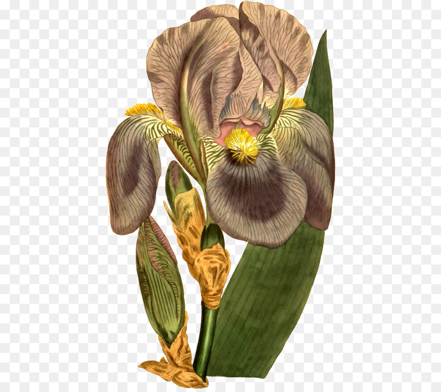 Dolce Iris Iris germanica Tigre fiore Arlecchino fiore di Iris croatica - altri