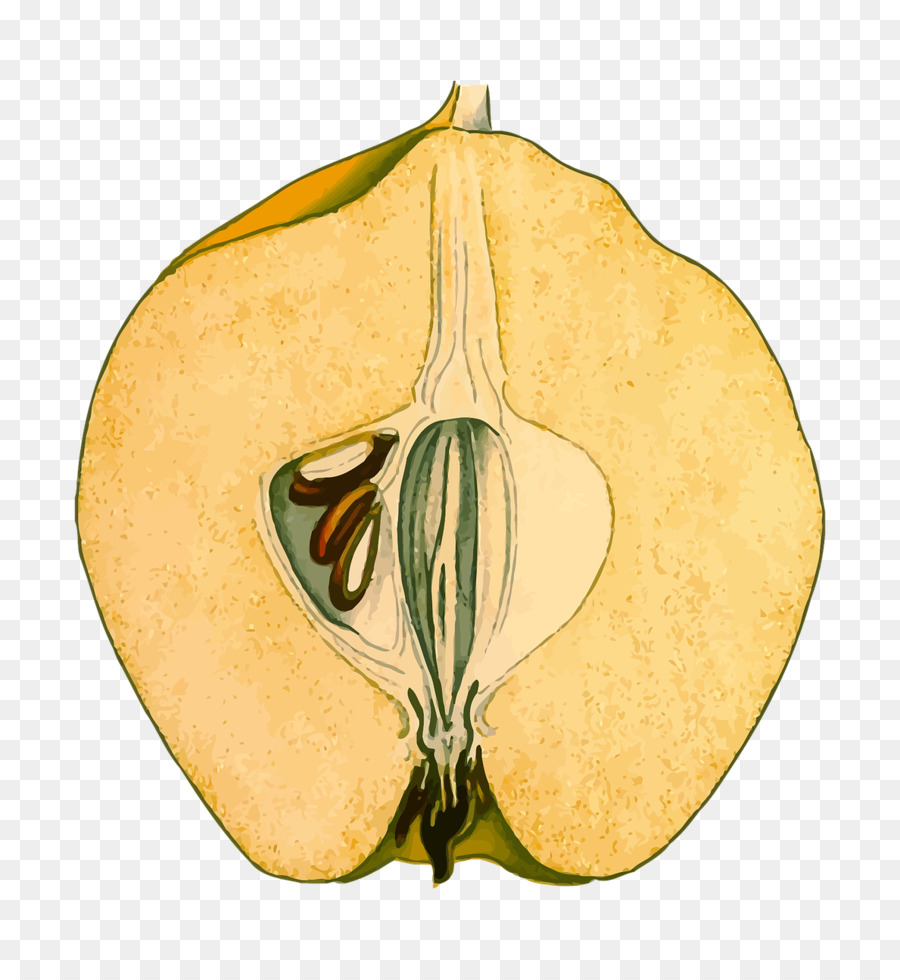 Cucurbita Obst Quitte Pseudocydonia Pflanze - Anlage