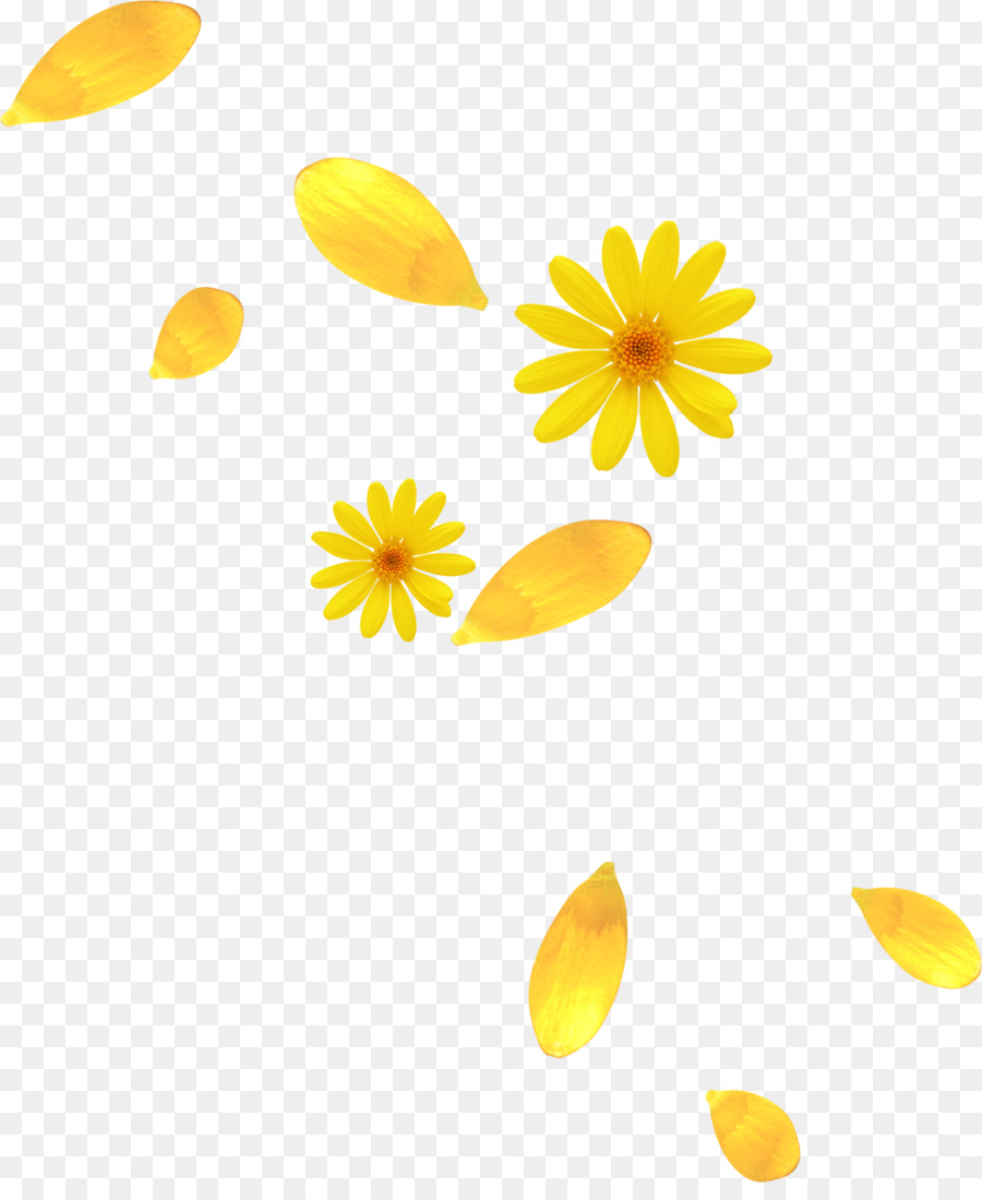 Gelbe Blume Blütenblatt - Blume