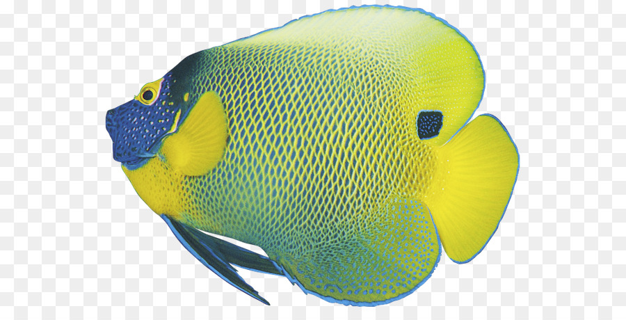 Koi Goldfisch, Tropische Fische - Fisch