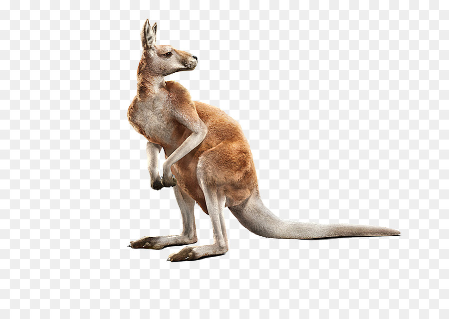 Đỏ kangaroo Máy tính-được tạo ra hình ảnh Tạo; động Vật - Kangaroo