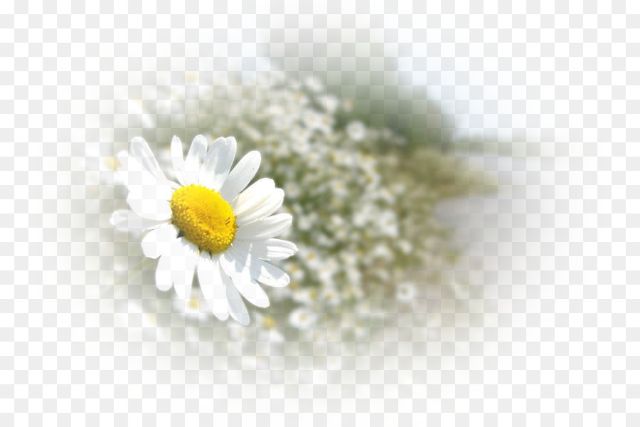 Oxeye daisy, daisy, gia đình La mã hoa cúc đức hoa cúc Chip bất động sản - hoa cúc