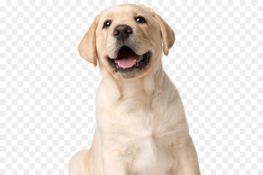 Labrador Retriever Golden Retriever Cucciolo di Cane di razza cane da compagnia - Golden retriever