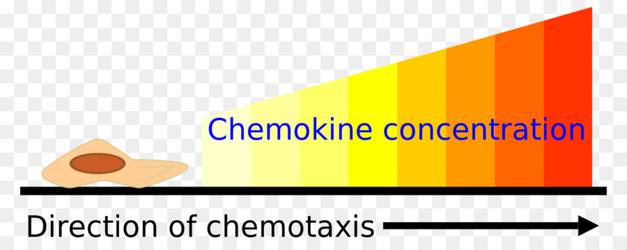 Chemotaxis assay Chemokin Zelle Farbverlauf - Chemo