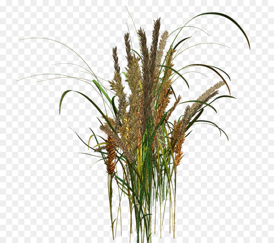 Sweet Grass Vaso Di Fiori Albero Di Erbe - albero
