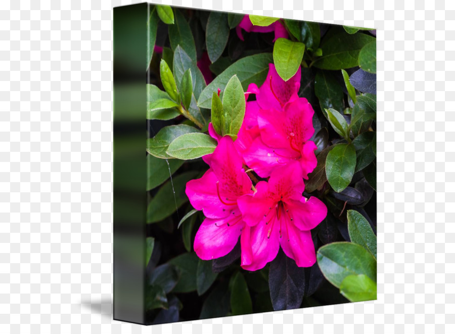 Azalea Vier o'clocks Pink M-Wunder-von-peru einjährige pflanze - Rhododendron