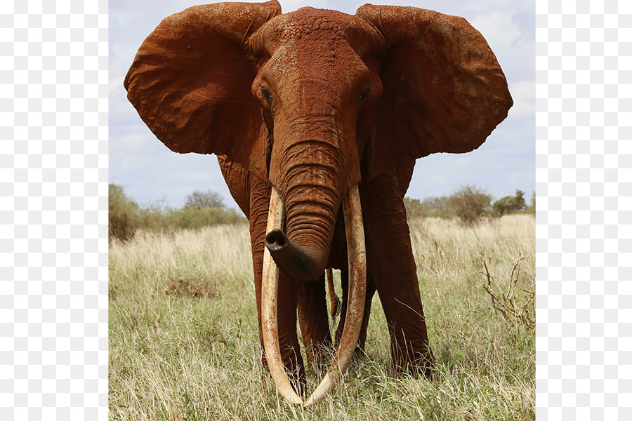 Indiano elefante Africano Zanna di elefante Elephantidae Internazionale Elephant Foundation - zanna di elefante
