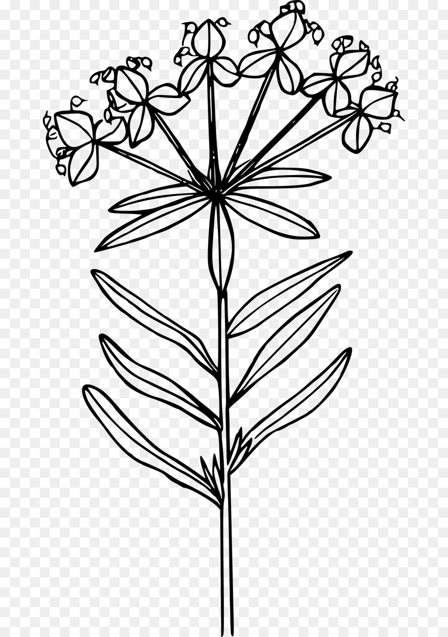 Hoa dại Máy tính Biểu tượng Lá cây đại kích Clip nghệ thuật - hoa dại