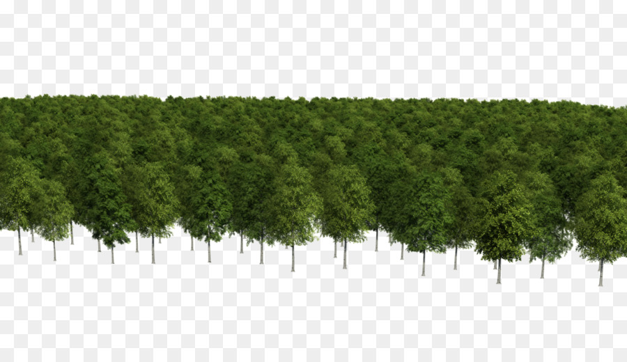 Conifere Bioma Vegetazione Sempreverde Arbusto - Questo Squisito Foresta