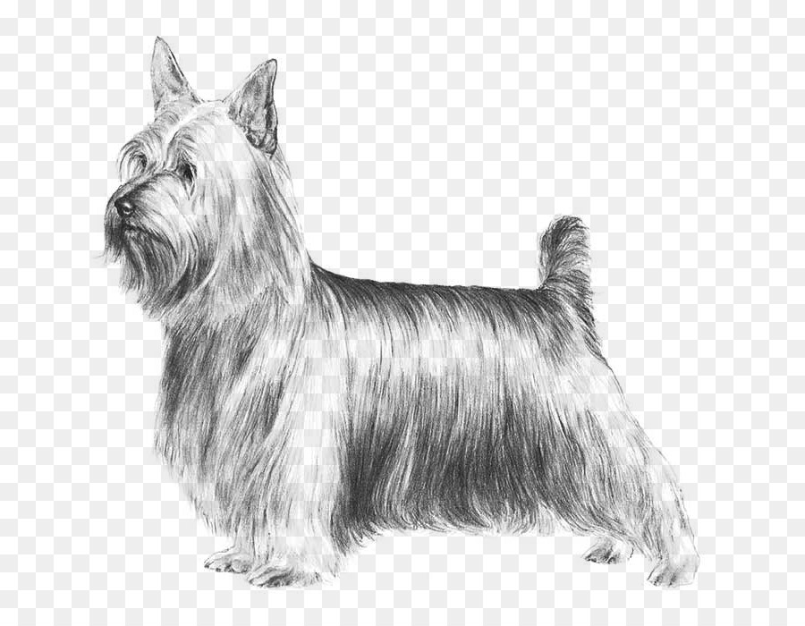 Australian Silky Terrier, Yorkshire Terrier, Skye Terrier, Boston Terrier, Staffordshire Bull Terrier - Lhasa Apso