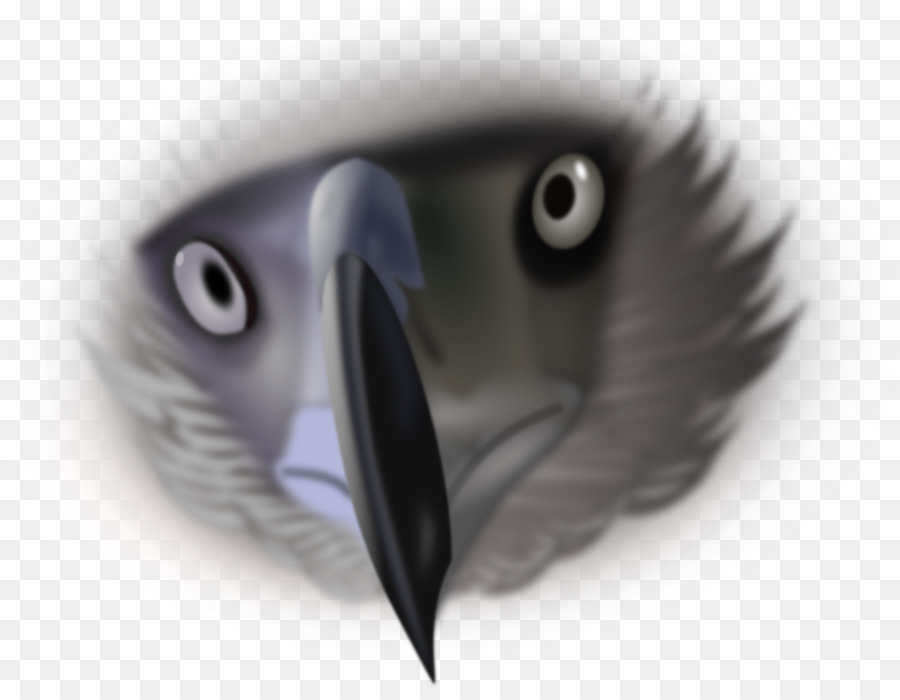 Weißkopfseeadler Philippine Eagle clipart - Adler