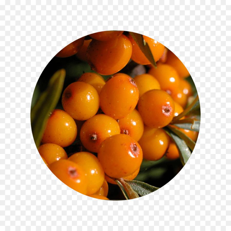 Seaberry olio di olivello spinoso Cultivar Descrizione - seabuckthorn