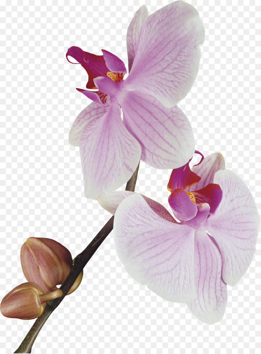 Moth Orchideen Cattleya Orchideen Dendrobium nobile Clip-art - Blume
