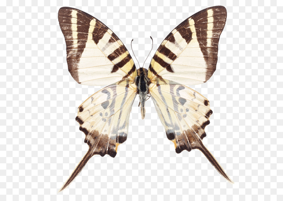 Butterfly Stock-Fotografie Fünf-bar-Schwertträger Graphium nomius Grüne Schwertträger - Schmetterling