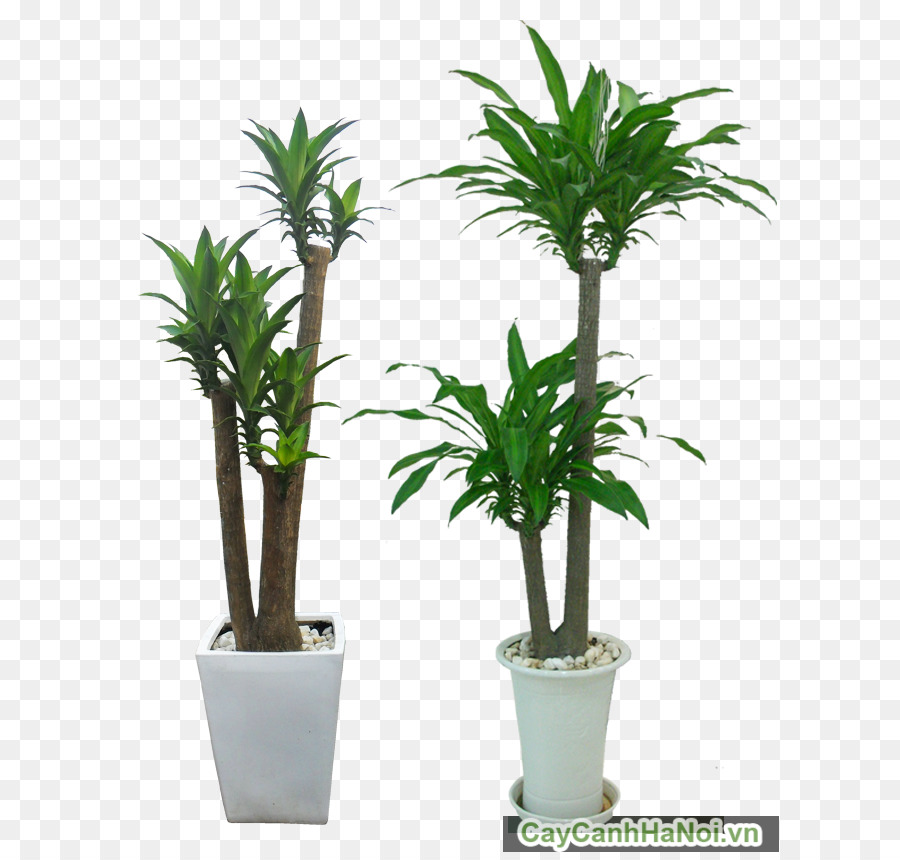 Hanoi pianta Ornamentale Albero Arecaceae Luce - albero