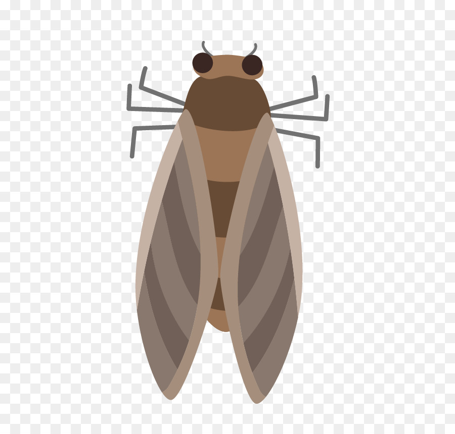 Moth Bướm Côn Trùng Pest - bướm
