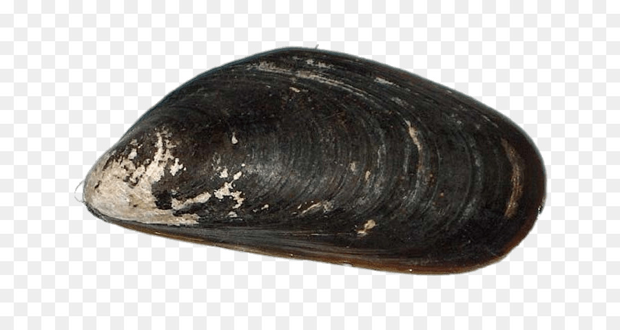 Chilenischen Muscheln Miesmuschel Archipel, Calbuco Meer - Meer