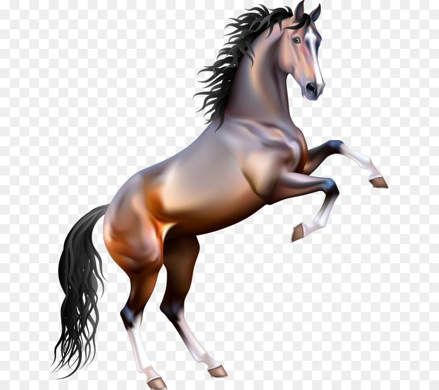 Mustang Allevamento cavallo Arabo Clip art - mustang