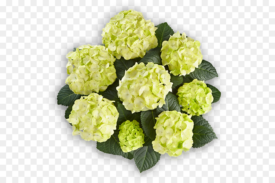 Französisch-Hortensie Panicled Hortensie Strauch Caipirinha Blume - Blume