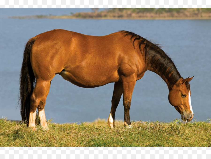 Ngựa Mustang Con Ngựa Dây Đồng Cỏ - mustang