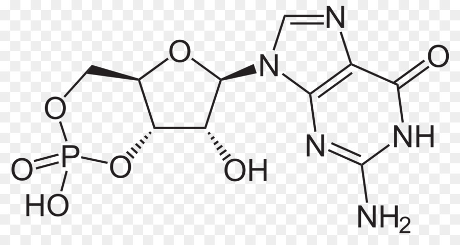 Zyklische Guanosin-Monophosphat Adenosin-Monophosphat Zyklisches Nukleotid - andere