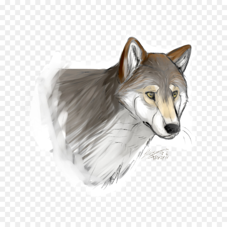 Graue wolf-Coyote-Zeichnung Rote wolf Schnauze - Mugshot