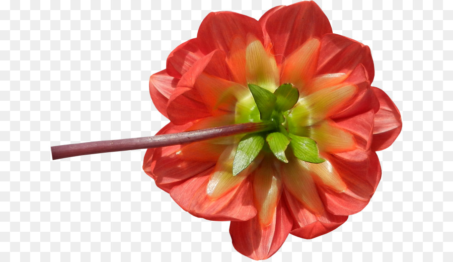 Schneiden Sie die Blumen Blütenblatt Blüte pflanze Krautige pflanze - Anlage